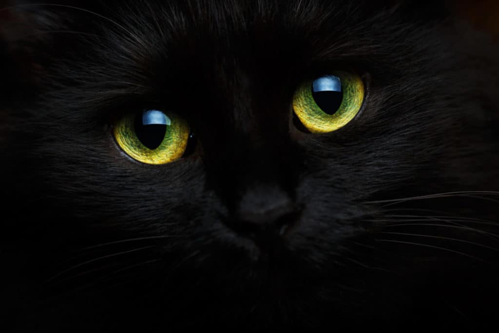 Mythen over zwarte katten