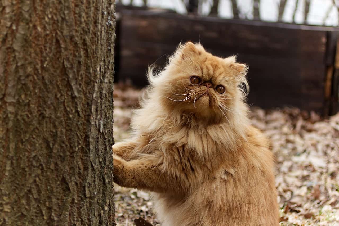 Perzische Langhaar: een vriendelijke kat die wat verzorging nodig heeft