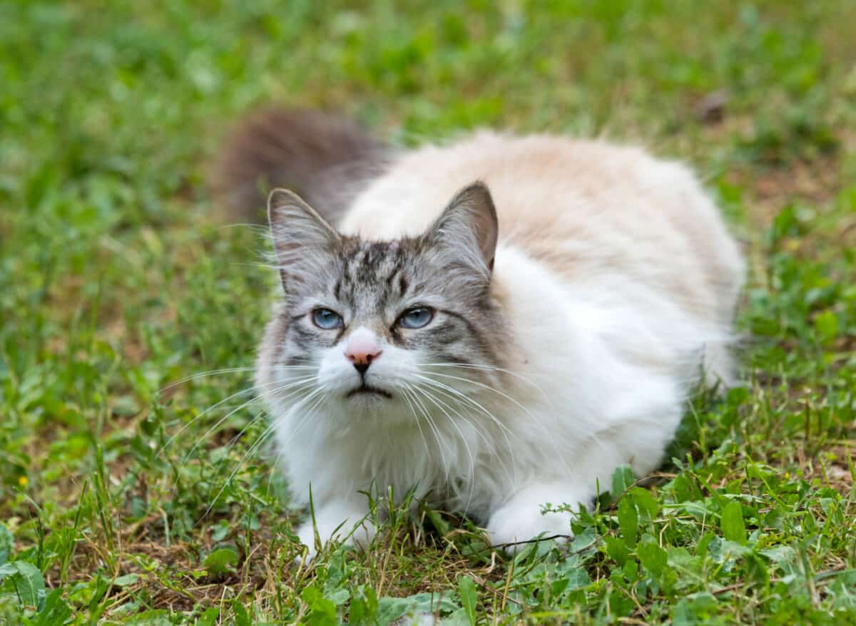 Ragdoll: prachtige forse kat die gemakkelijk te verzorgen is