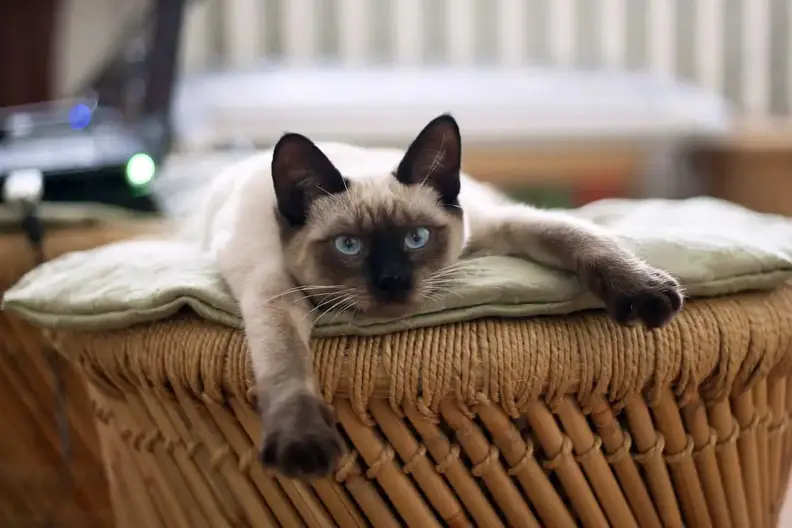 Guinness Verantwoordelijk persoon bijvoorbeeld Siamese kat: waarom de "hond onder de katten"?