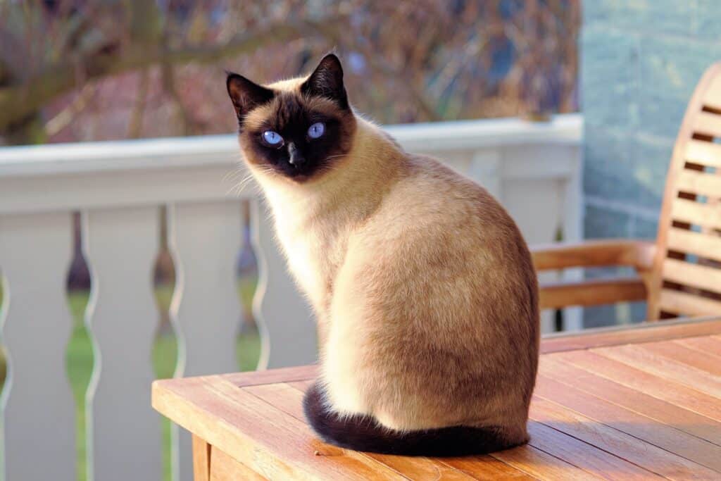 Siamese kat met blauwe ogen
