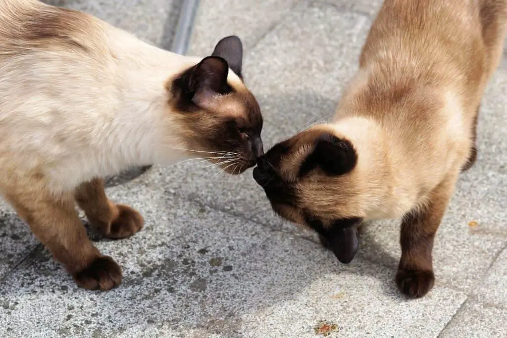 Siamese katten likken elkaar
