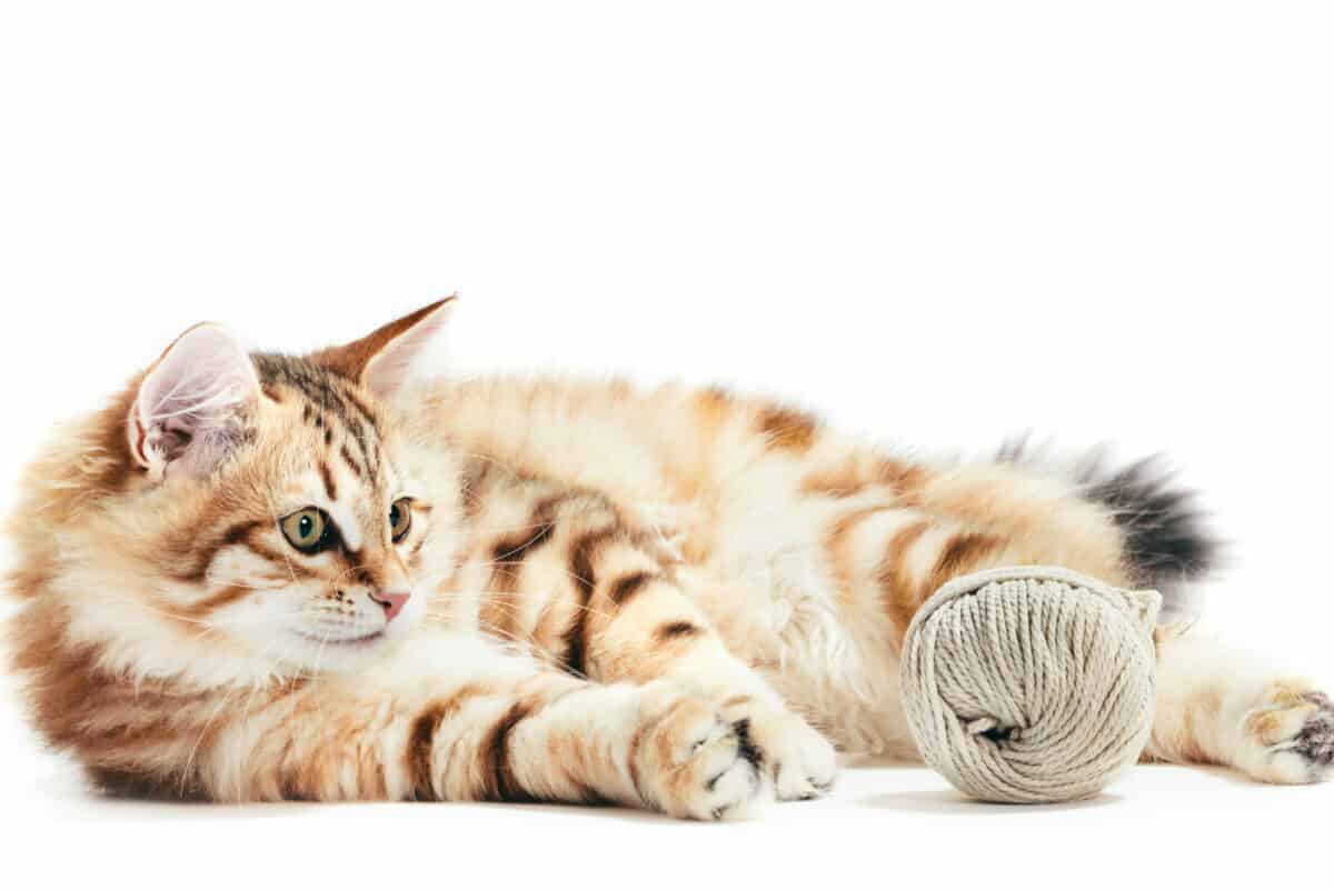 Siberische kat: karakter van een knuffelkat maar vergt wat verzorging