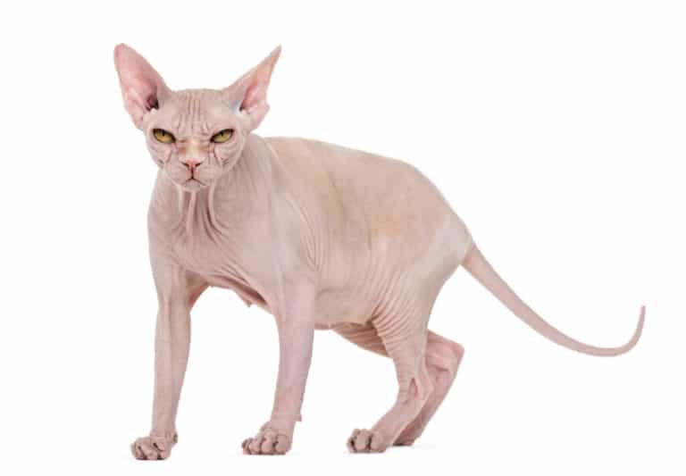 Naaktkat (Sphynx) lief en loyaal Naaktkat (Sphynx) lief en loyaal