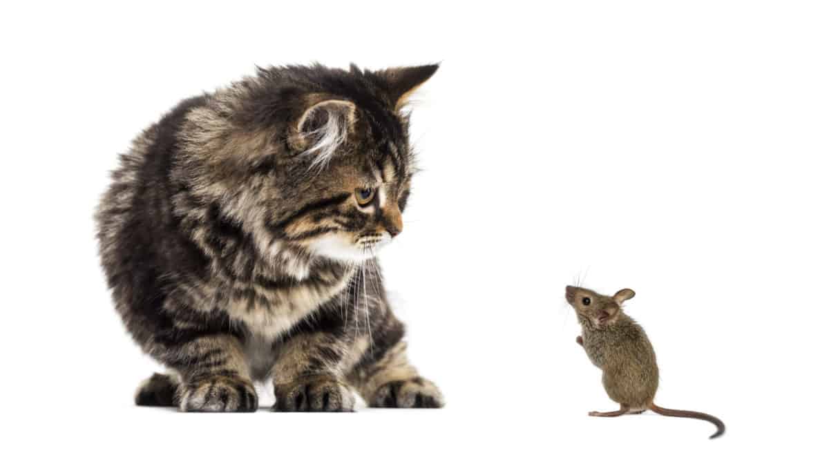 Waarom jagen niet alle katten op muizen? Instinct Of aangeleerd?