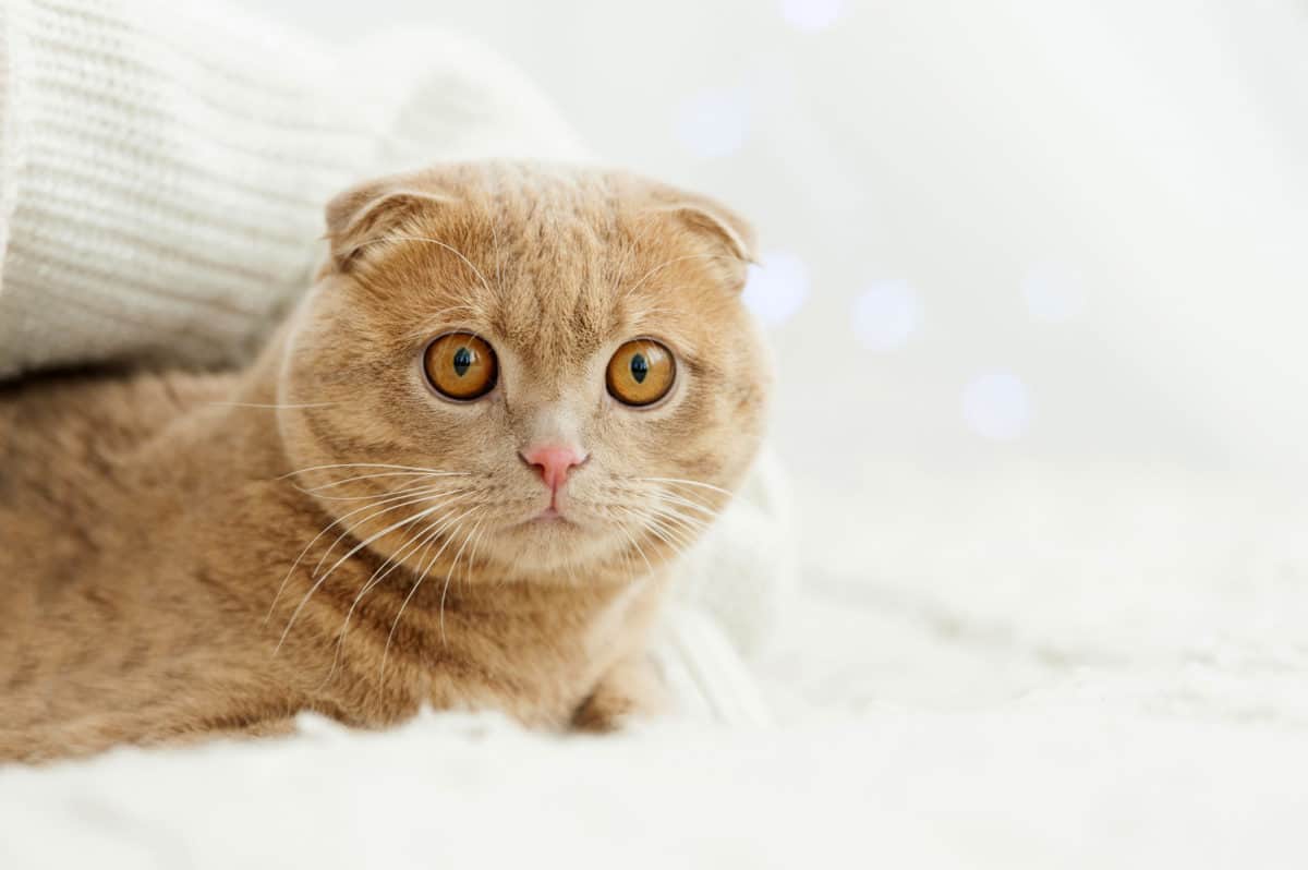Waarom katten op bed plassen (en 7 dingen die je eraan kunt doen)