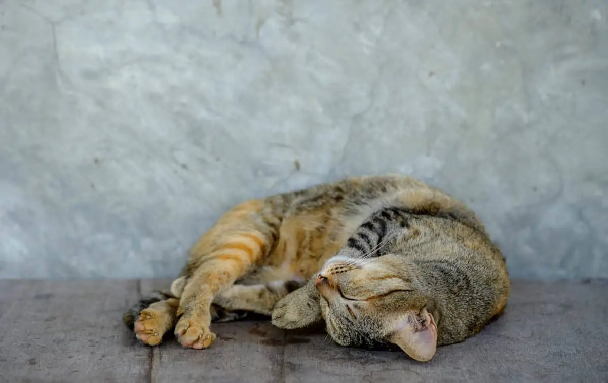 Waarom slapen katten zo veel? De 5 feiten