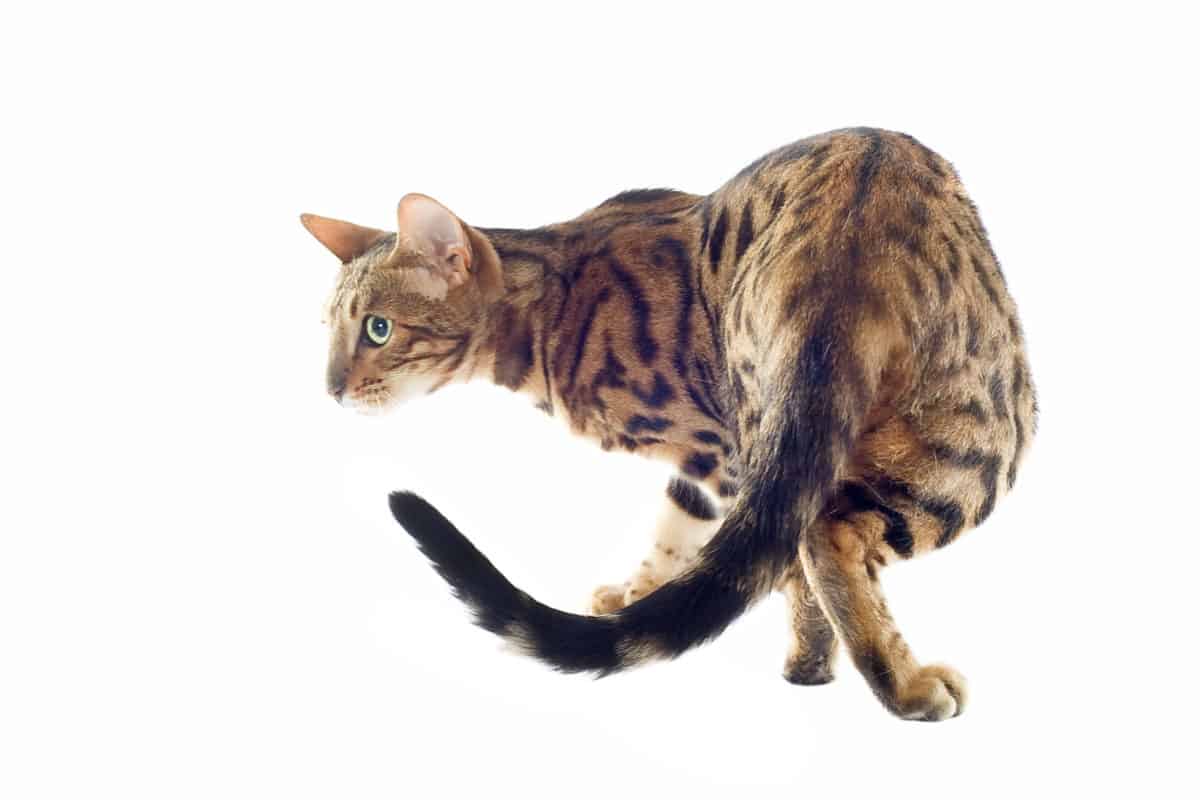 Wat je moet weten over de staart van een kat