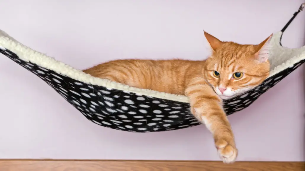 kan niet zien Maan belofte Beste kattenhangmat: De ultieme relax plek voor jouw kat