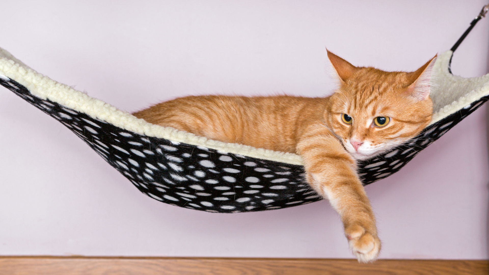 Beste kattenhangmat | De ultieme relax plek voor jouw kat