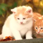 Roodharig kitten duo zit op een tafel - de leukste duo namen voor katten.