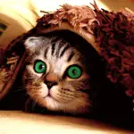 Grijze kat met groene ogen onder een dekentje.