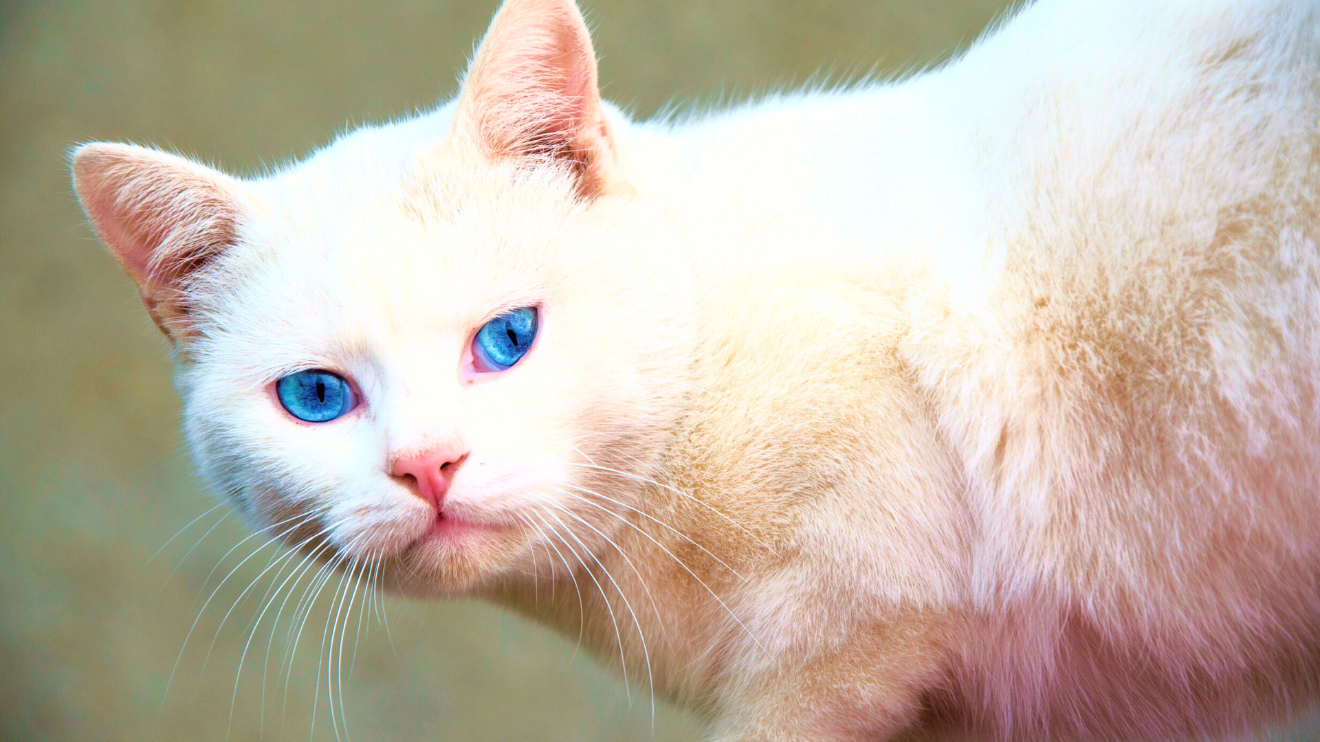 Witte kat met fel blauwe ogen kijkt in de camera. Kattenrassen met blauwe ogen.