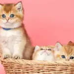Drie oranje kittens in een mandje. Bekende kattennamen uit films en boeken.