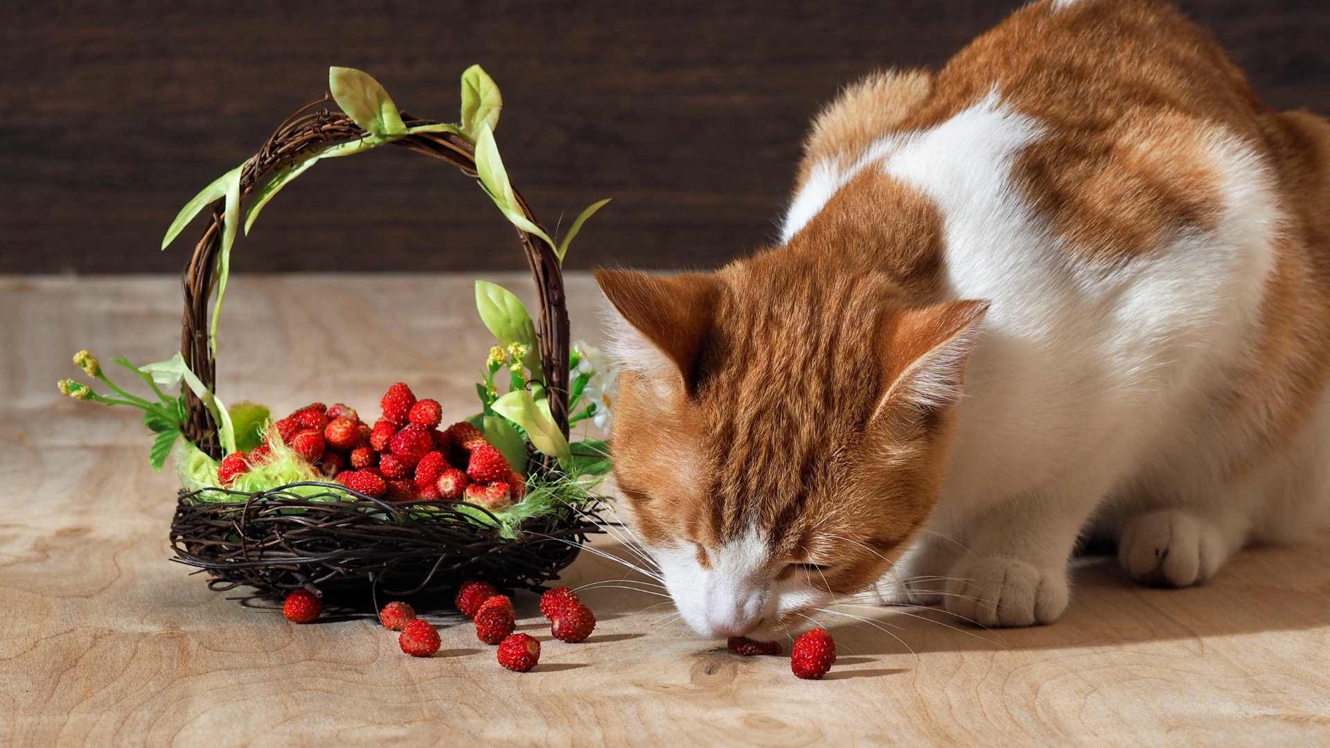 Oranje met witte kat eet aardbeien uit een mandje.