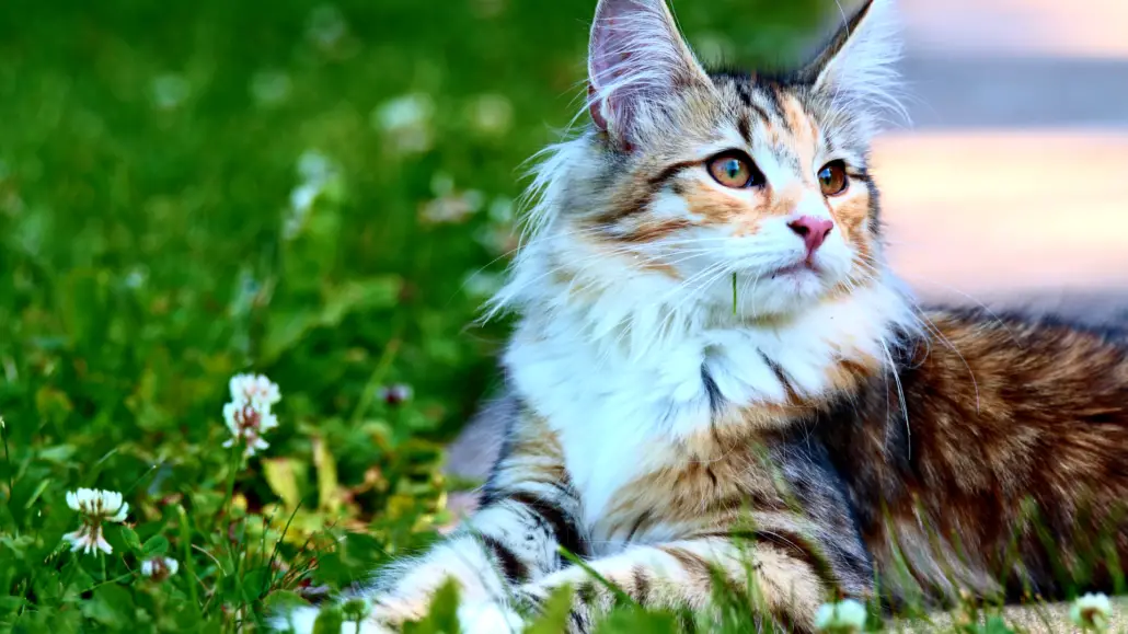 Multi-colour Noorse kat ligt in een grasveld. Noorse mythologie kattennamen