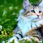 Multi-colour Noorse kat ligt in een grasveld. Noorse mythologie kattennamen