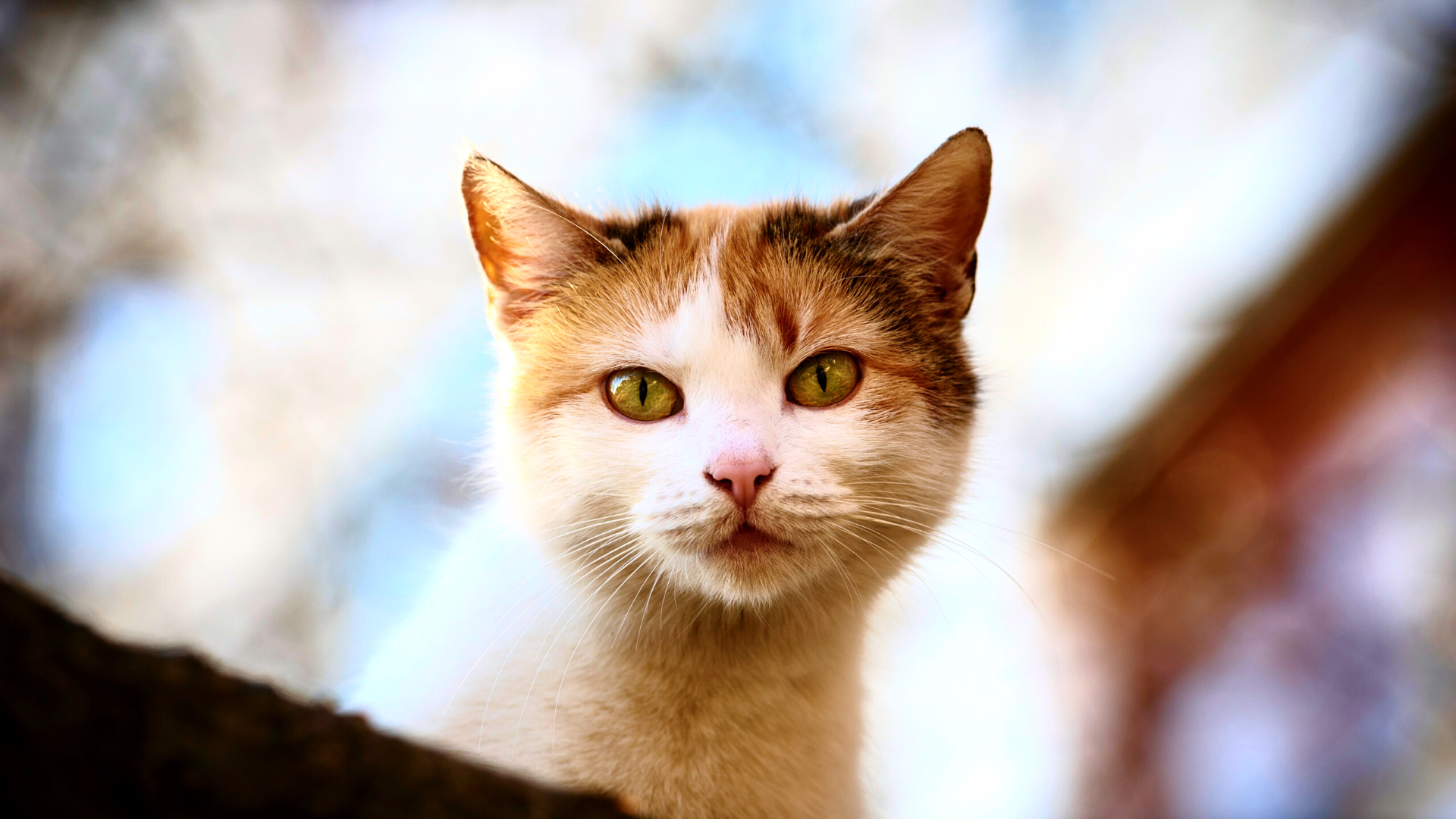 Wit met oranje kat kijkt vanaf boven naar de camera. Spaanse kattennamen