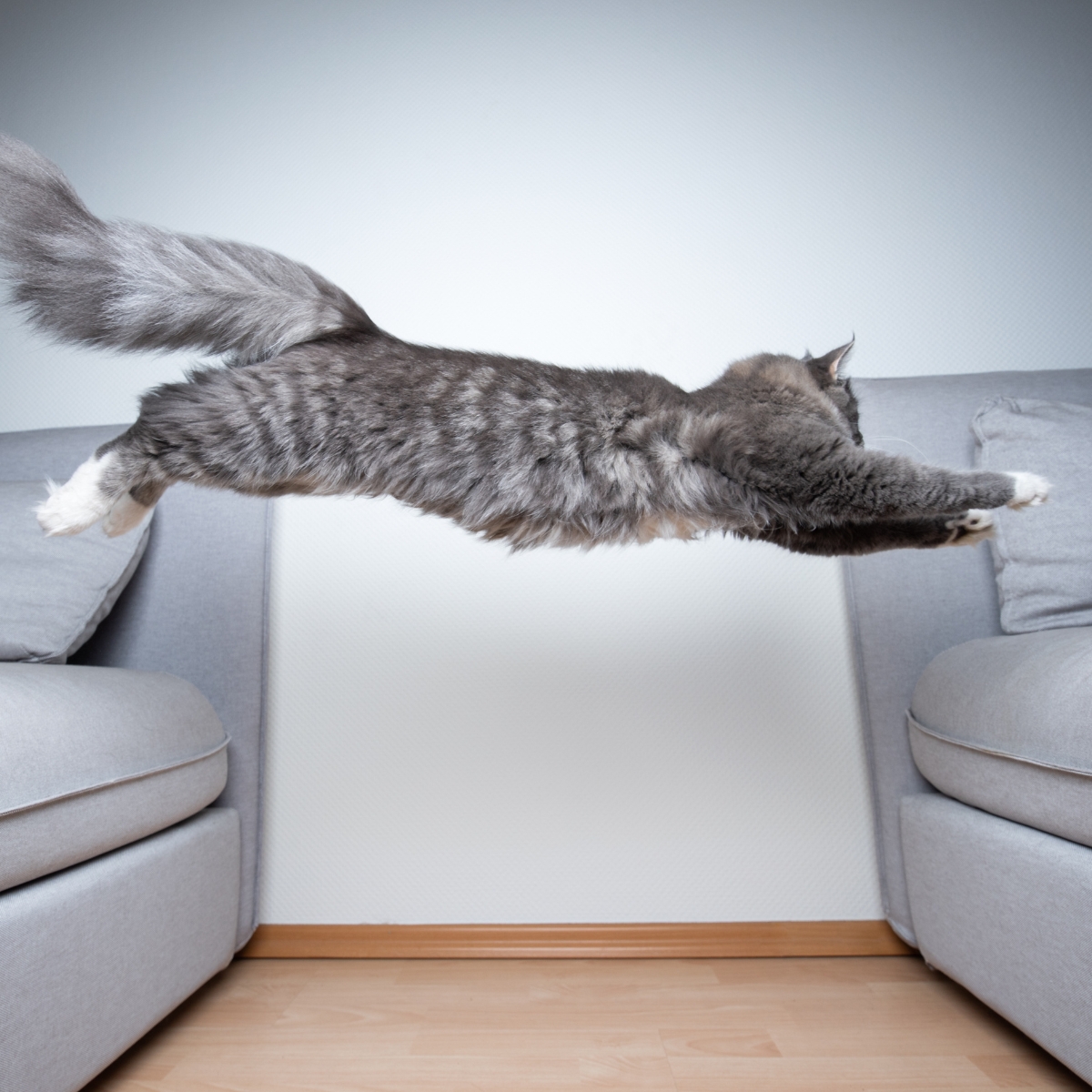 Hoe hoog kunnen katten springen