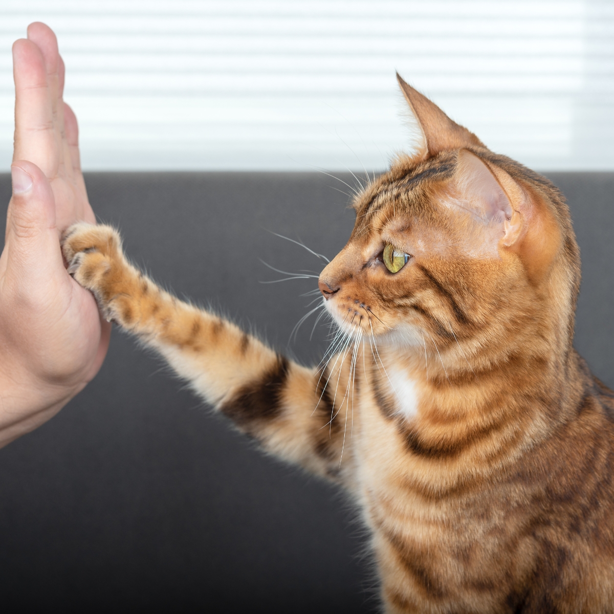 Word een Katten Trainer – Leer je Katten Kunstjes met deze Tips