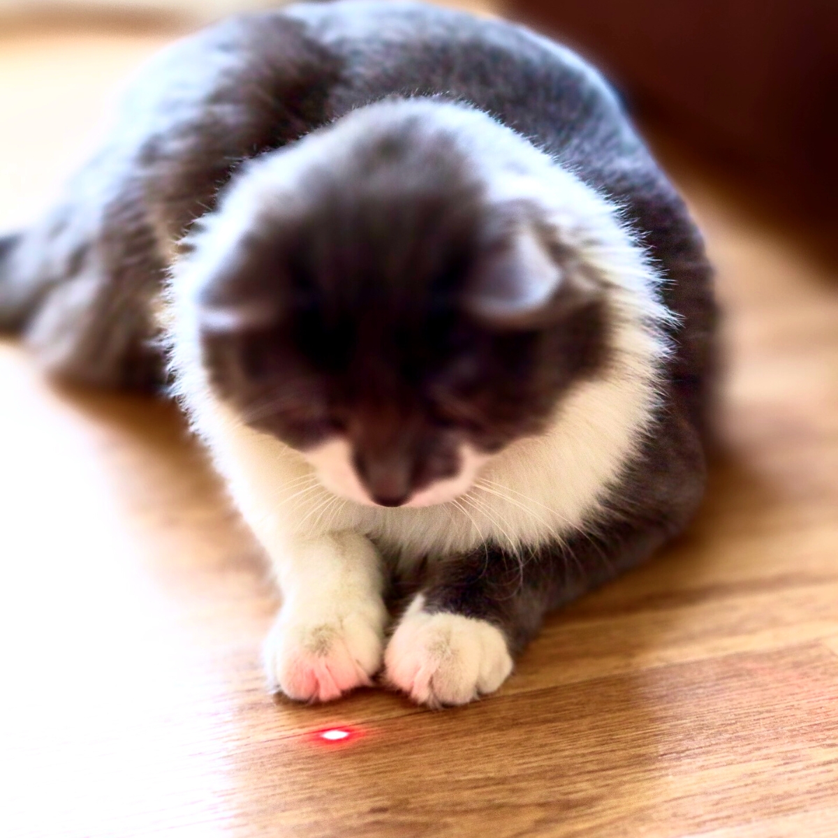 Waarom hebben katten zo'n fascinatie voor bewegende objecten