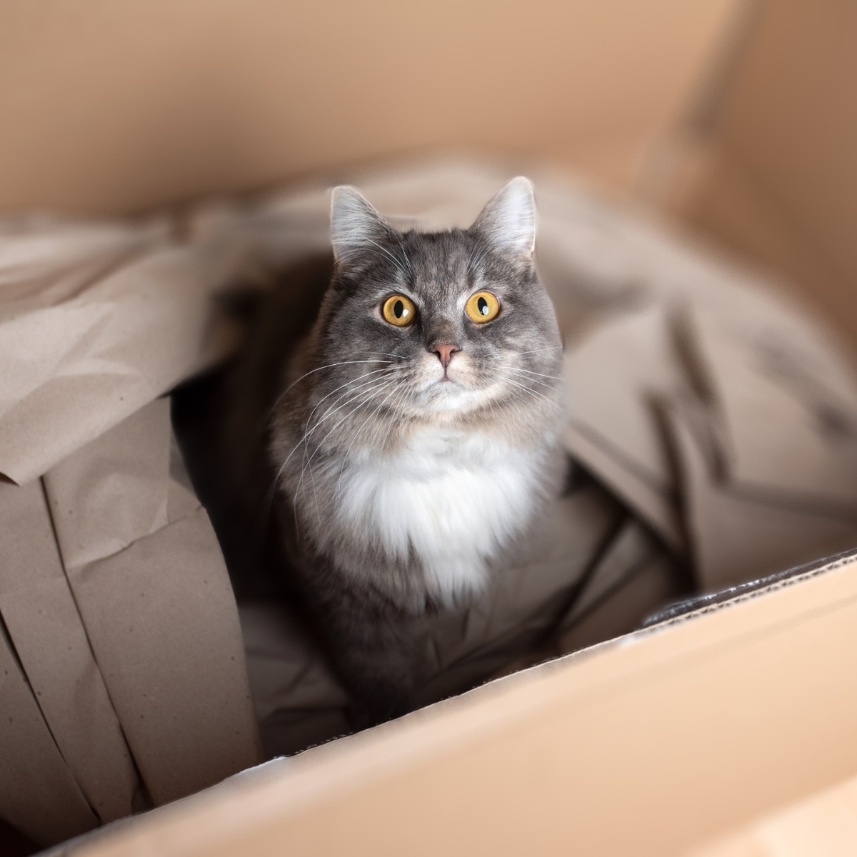 Waarom katten graag in kartonnen dozen zitten