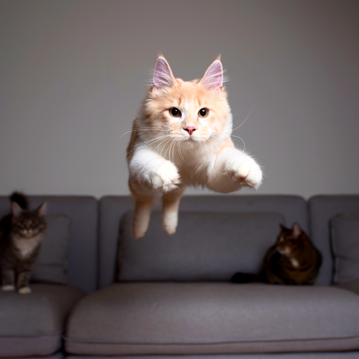Waarom katten ineens onverklaarbaar opspringen door opgekropte energie