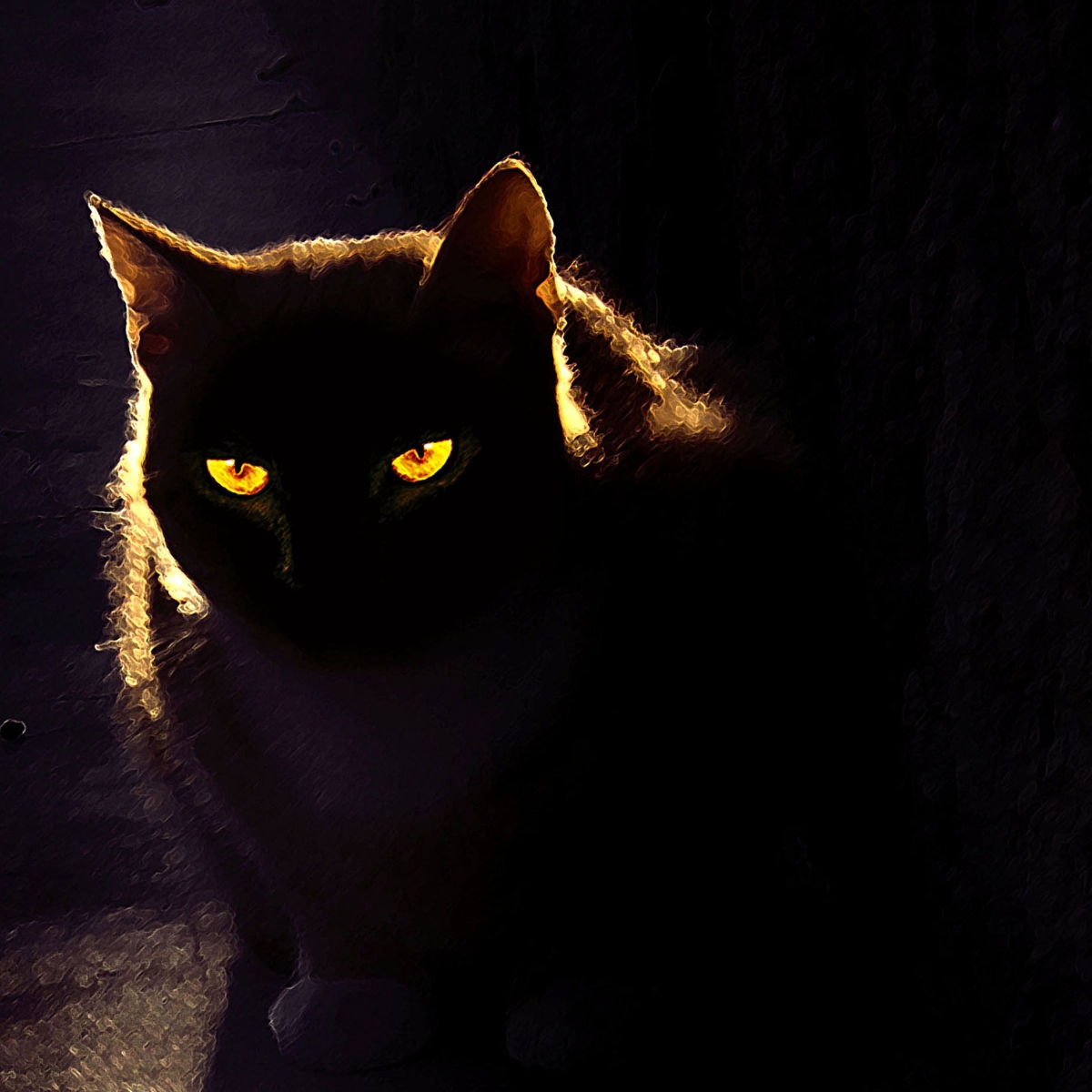 Waarom katten zo goed kunnen zien in het donker