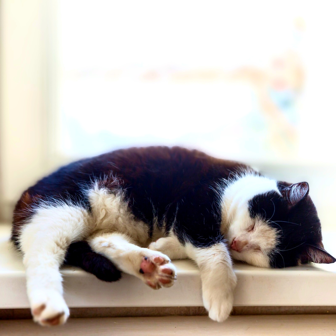 Waarom slapen katten op gekke plekken