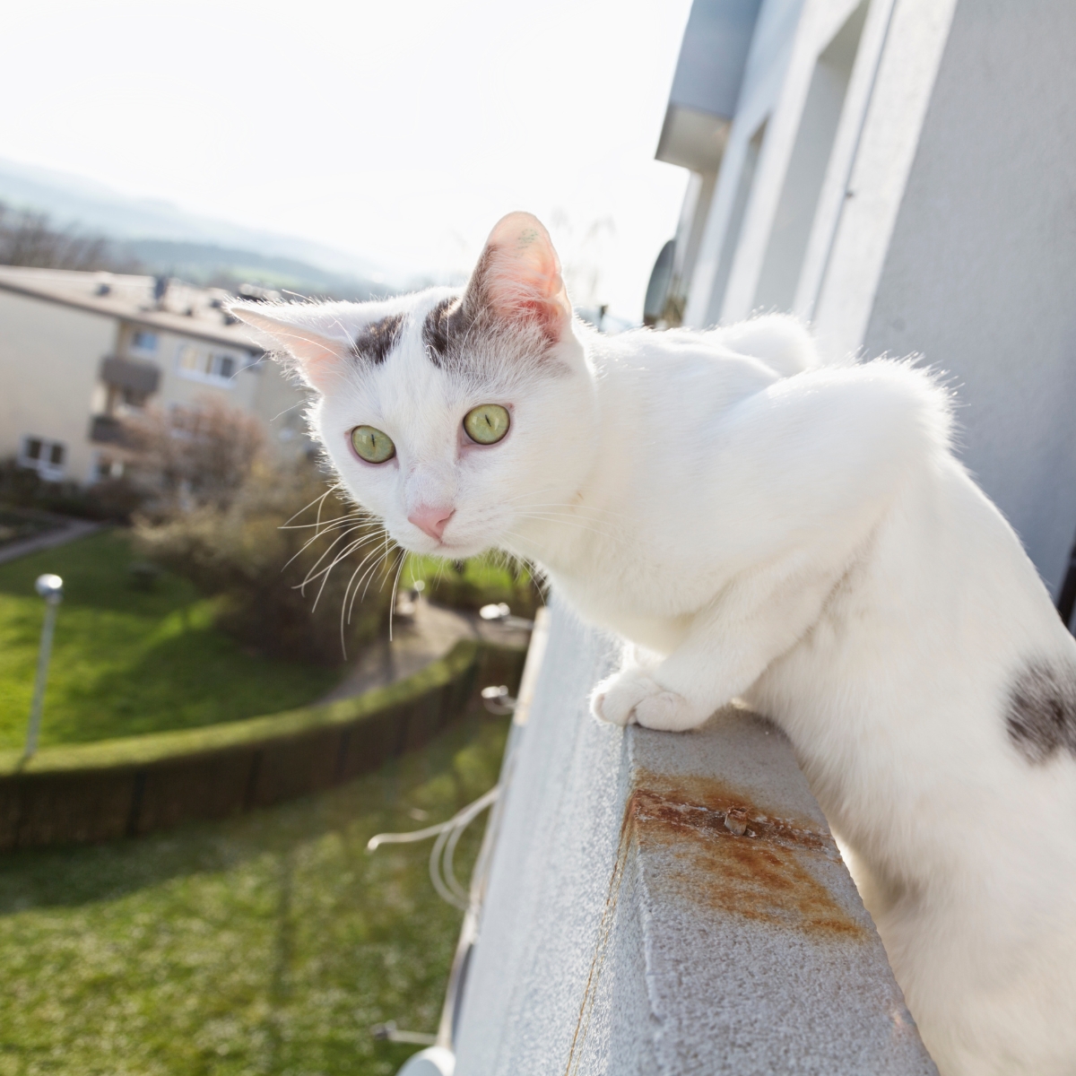 Hoe maak je een kattenveilig balkon