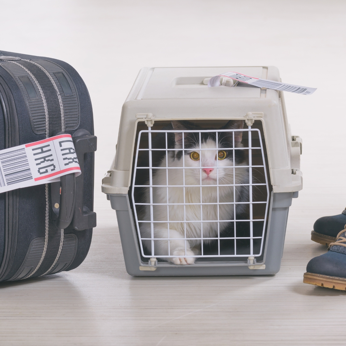 Kat maar op vakantie: 5 slimme manieren om voor je huisdier te laten zorgen