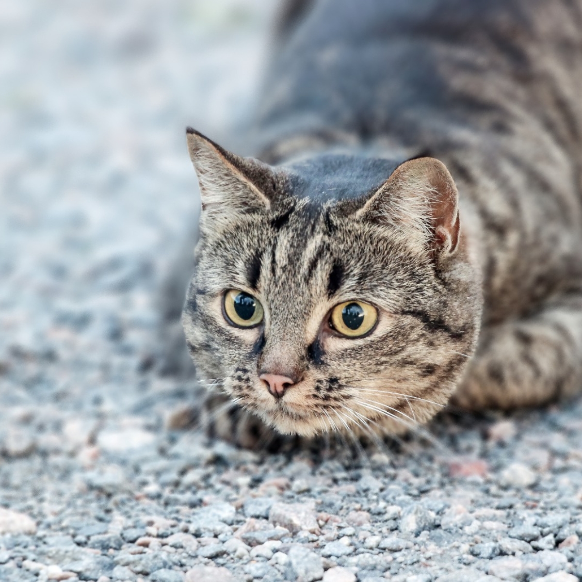 Waarom katten jagen (zelfs zonder honger & met hun prooi spelen!)