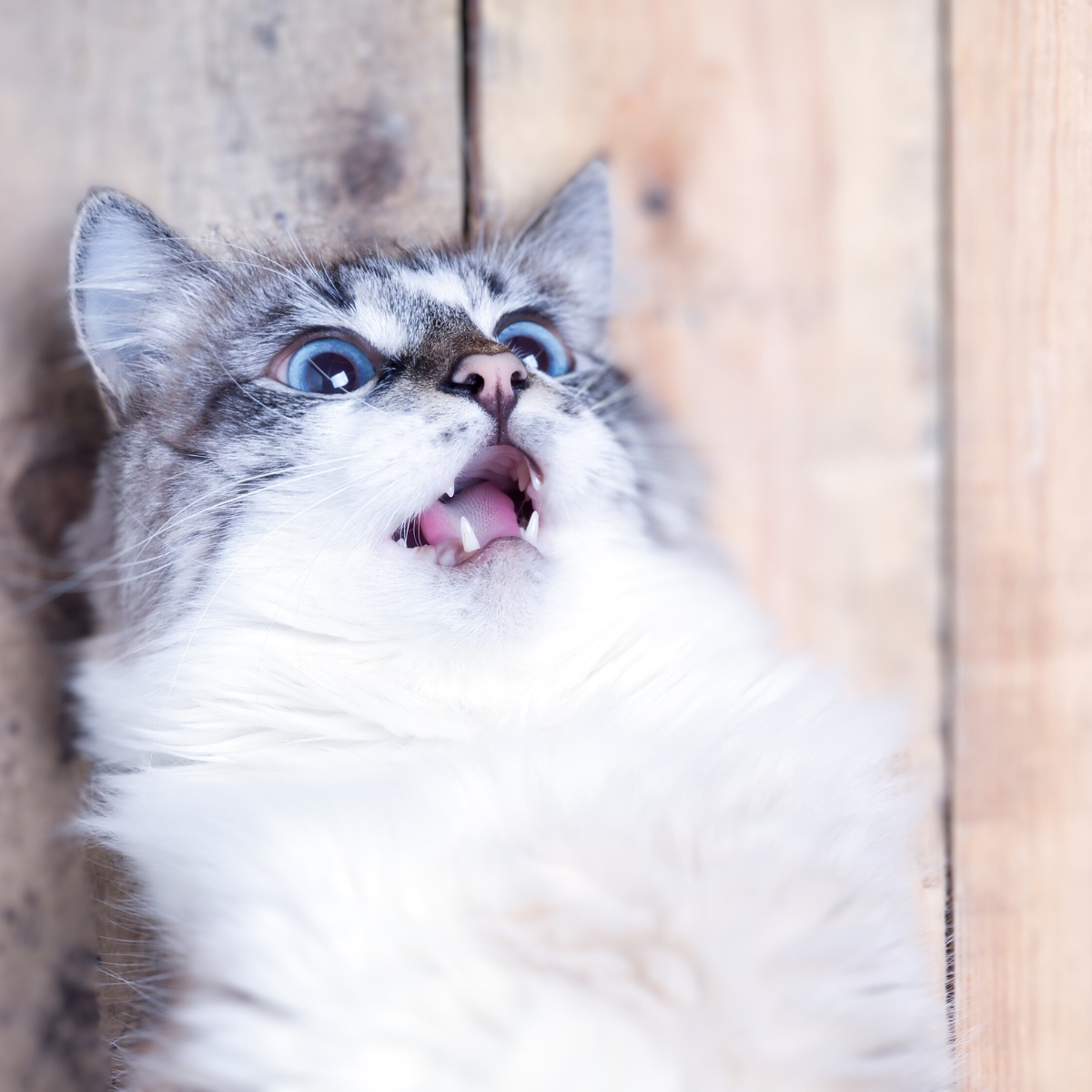Deze 14 expressieve katten laten je precies zien wat ze denken