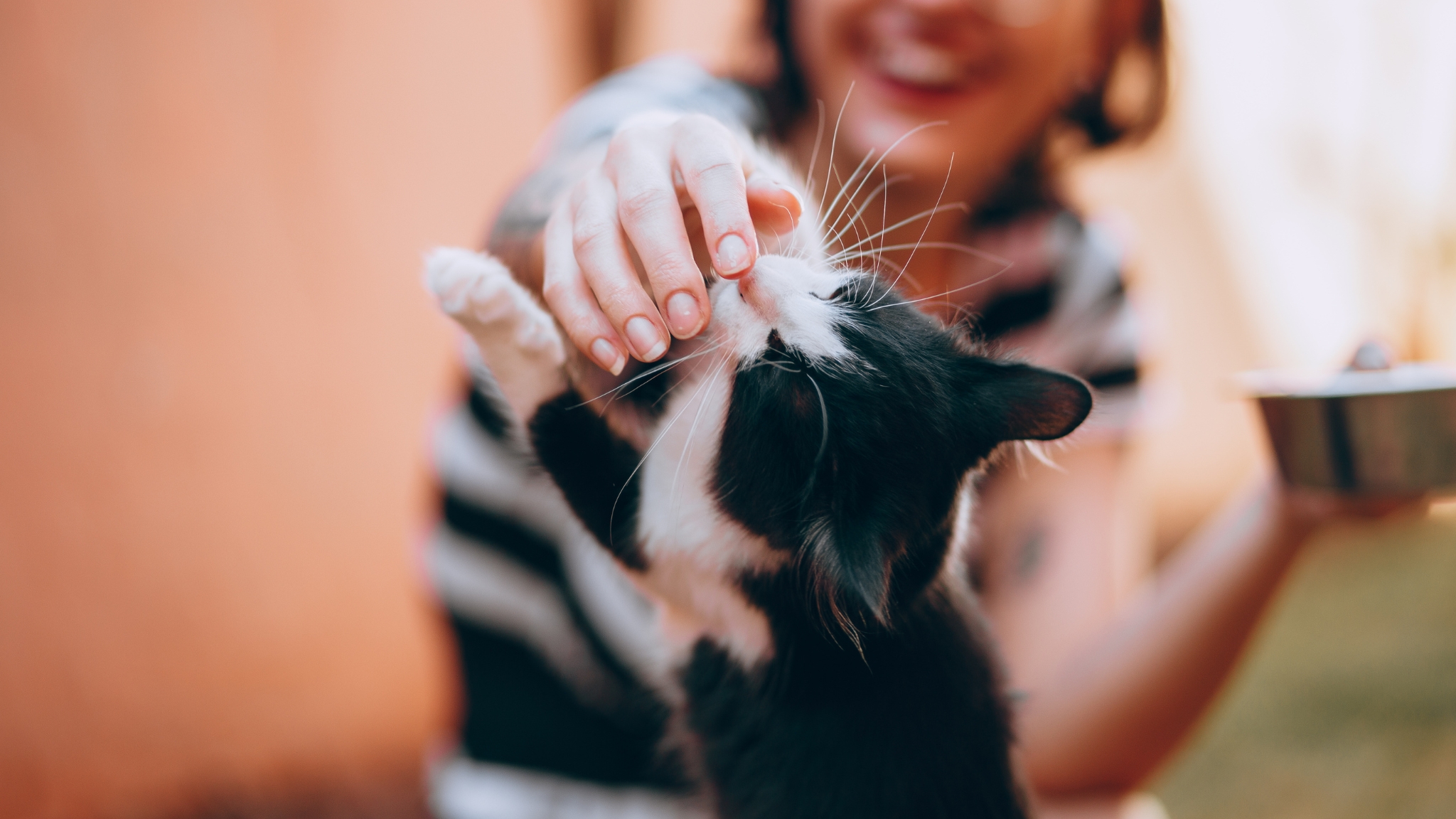 10 slimme manieren om je kat mentaal en fysiek actief te houden