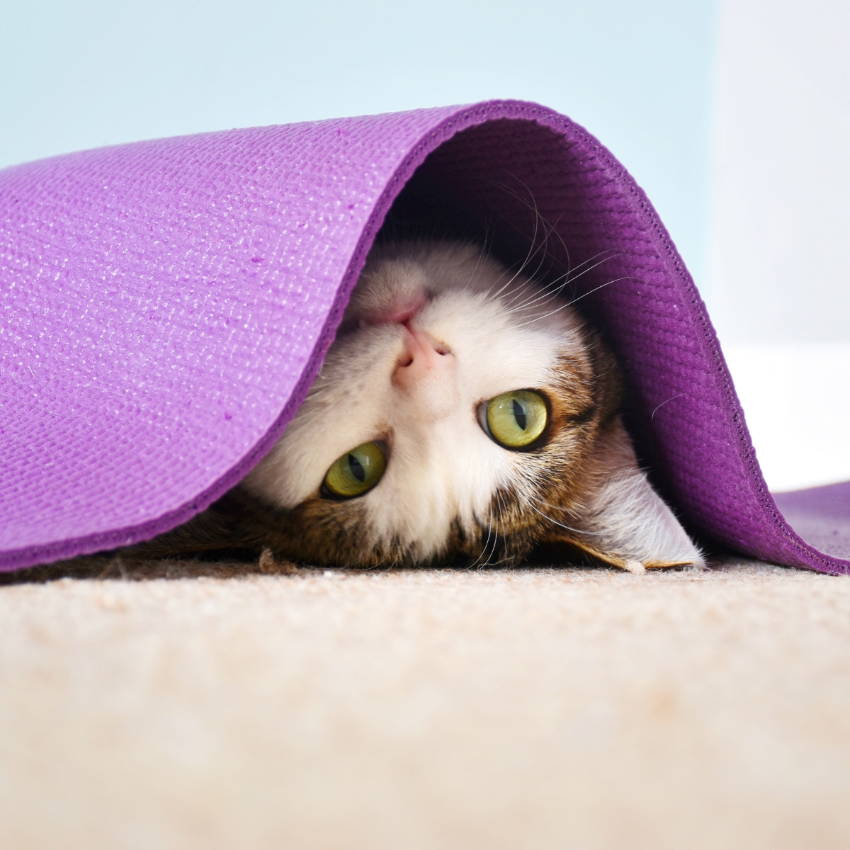 Ontdek de 20 meest creatieve verstopplekken van katten