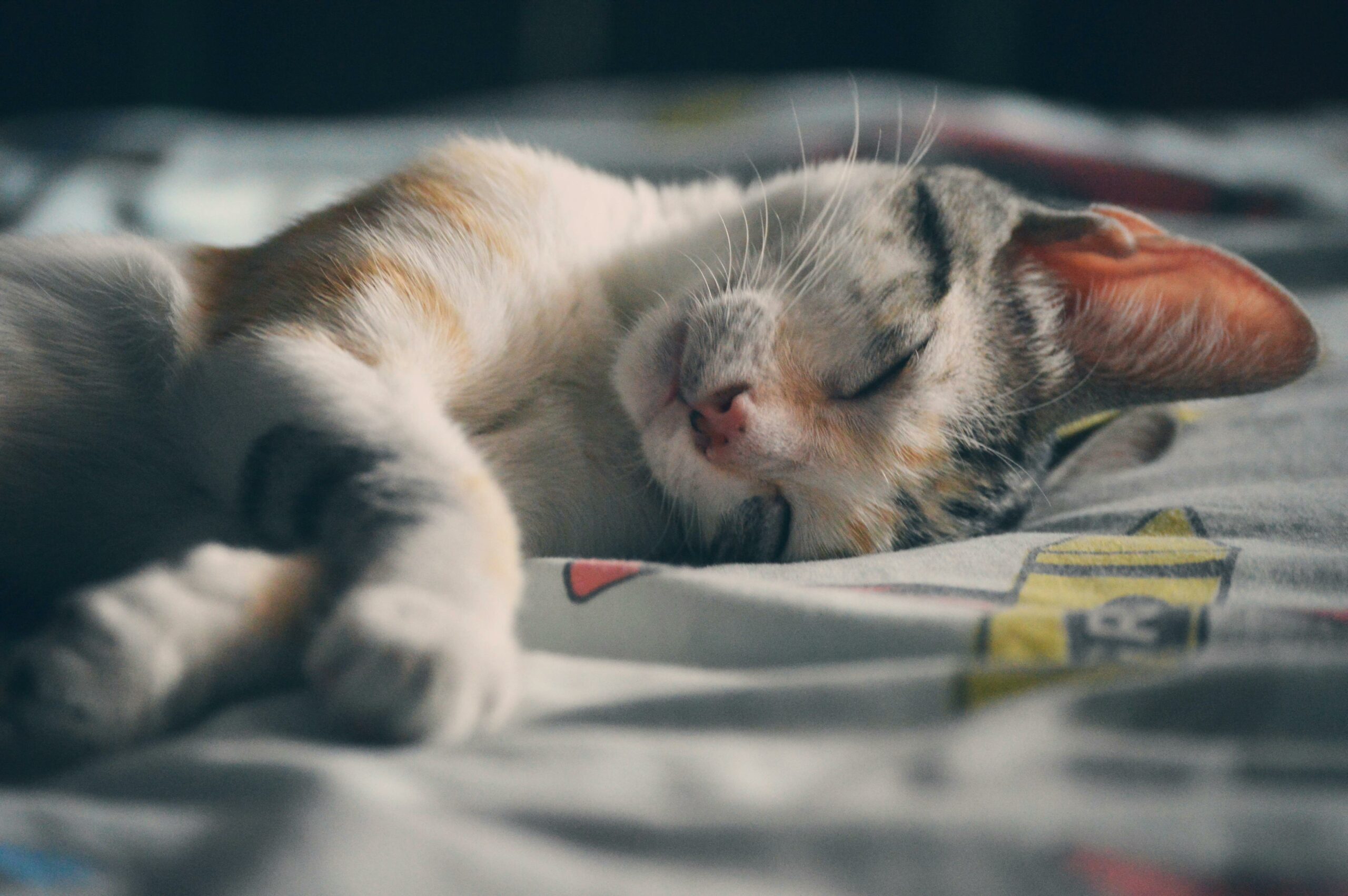 6 Redenen waarom je kat vreemde geluiden maakt ’s nachts