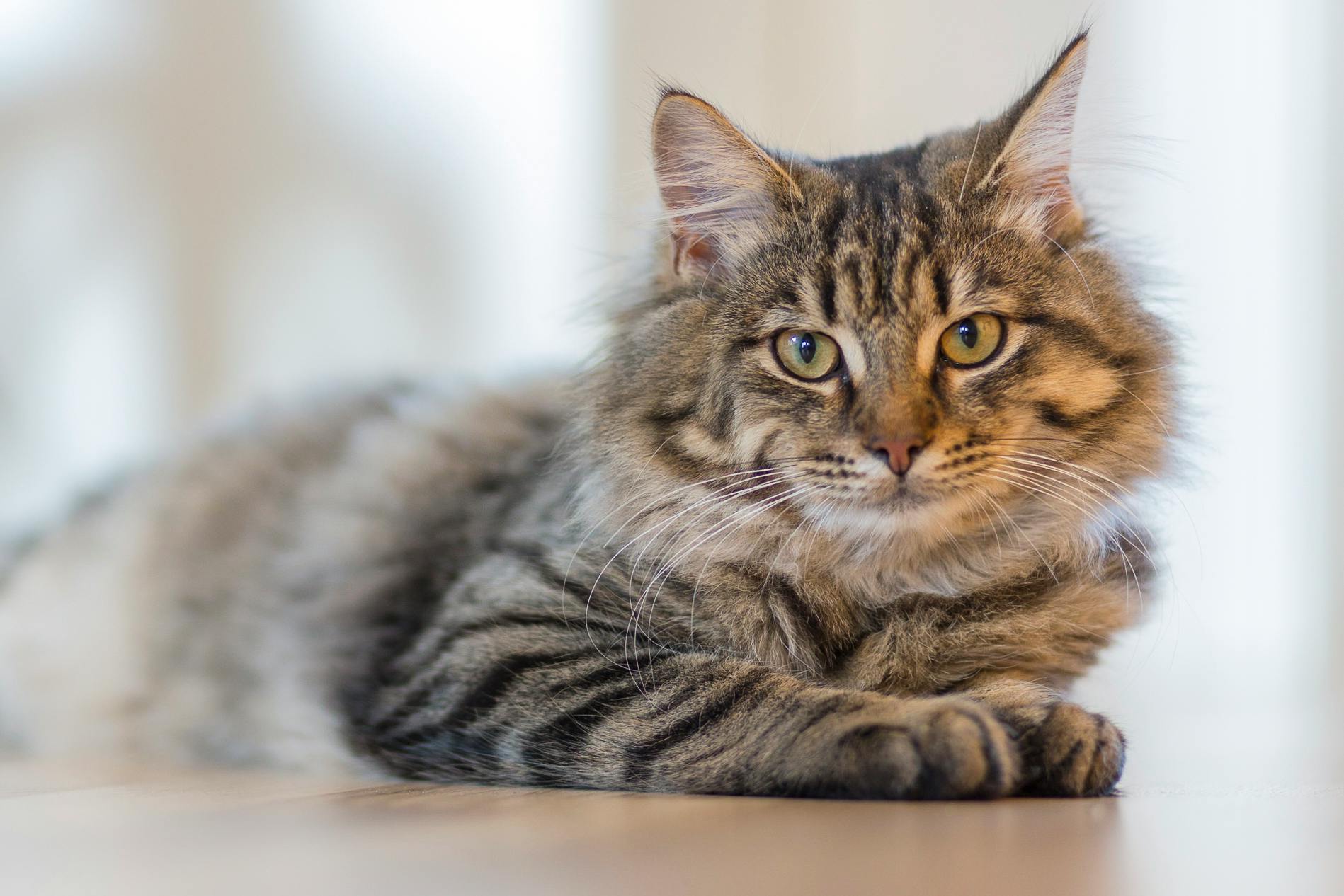 Het belang van het verzorgen van je kat: Meer dan alleen een schoonheidsroutine