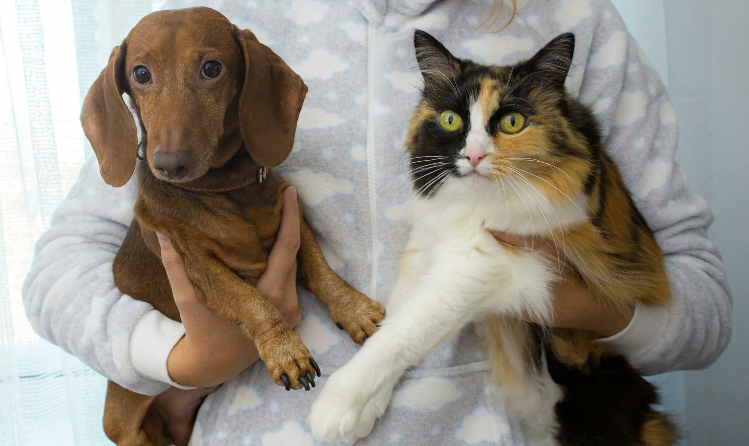 9 Tips voor een vredig katten- en hondenhuis