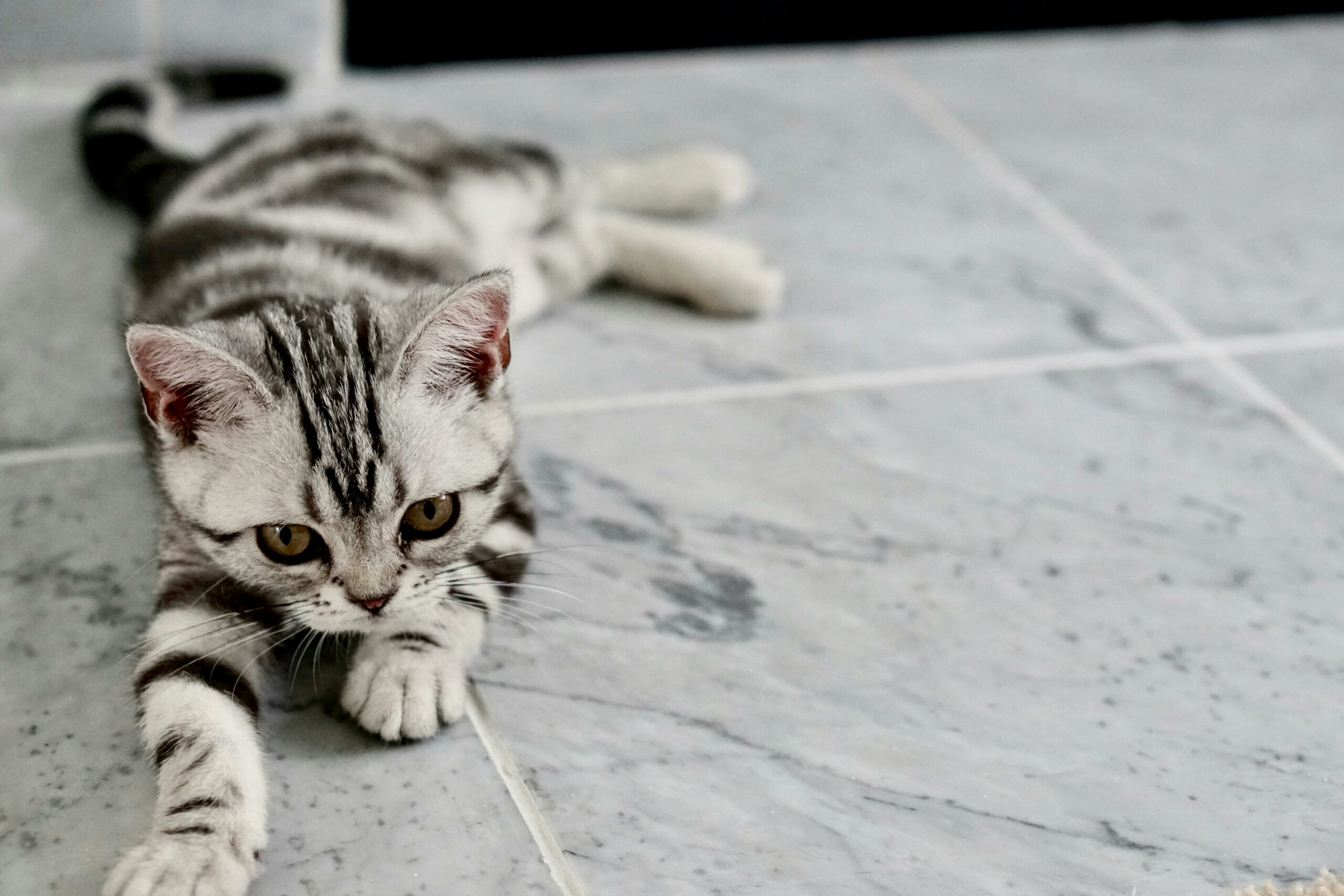7 Tips om te voorkomen dat je kitten bijt