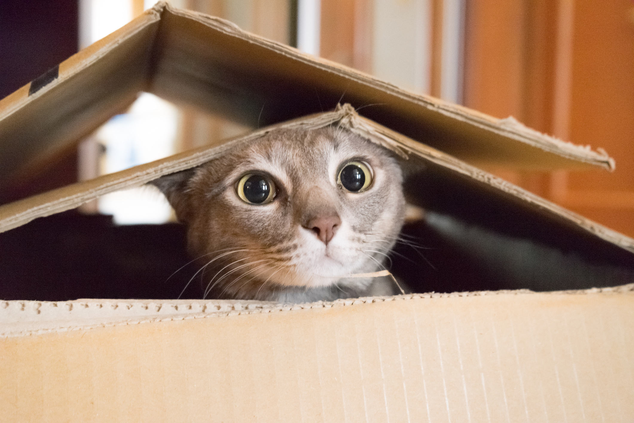 Waarom katten gek zijn op kartonnen dozen