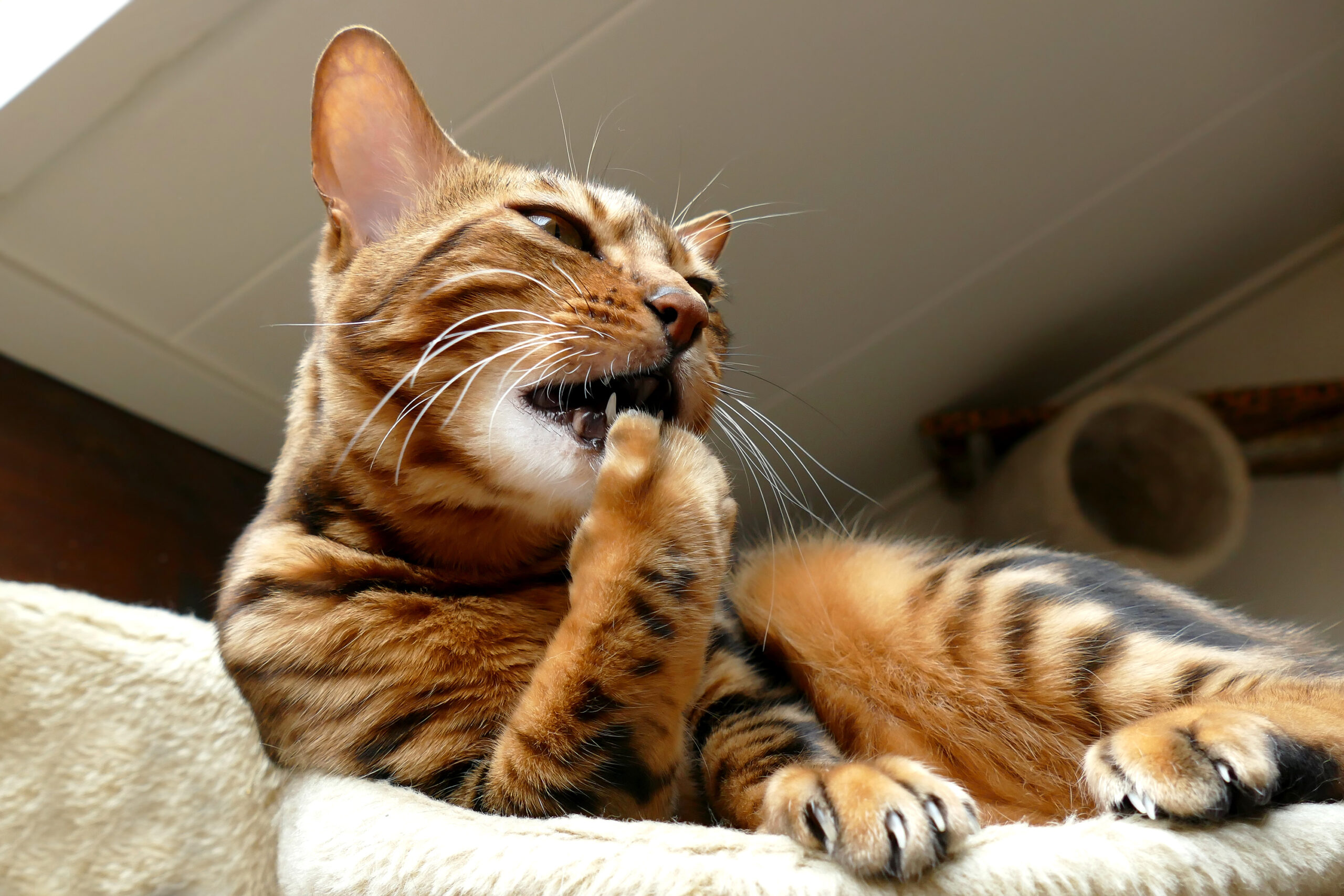 Waarom kauwen katten op hun nagels?